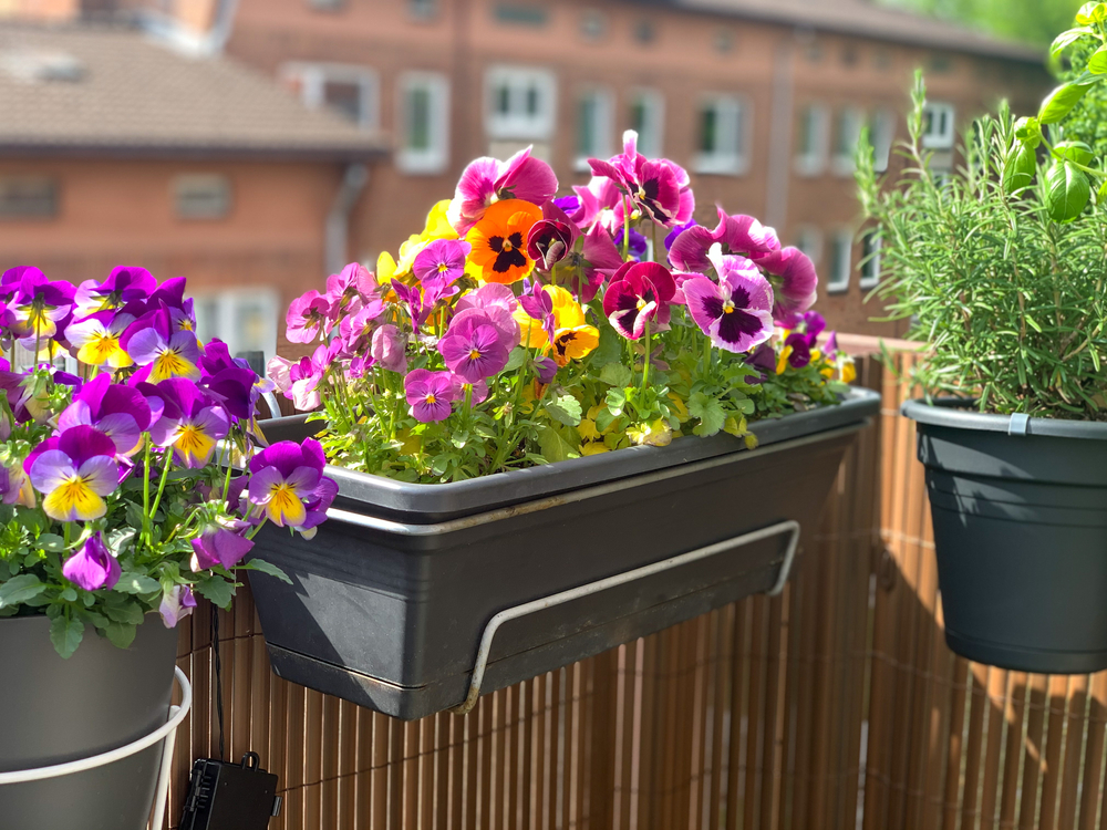Un container cu panseluțe de diverse culori în soare pe un balcon urban.
