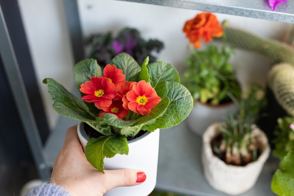O mână de femeie pune un ghiveci cu primule pe balcon între alte flori de primăvară în ghiveci