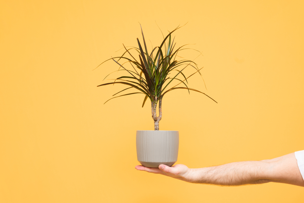 O mână de bărbat pe un fundal galben oranj ține un ghiveci gri cu o plantă dracena.