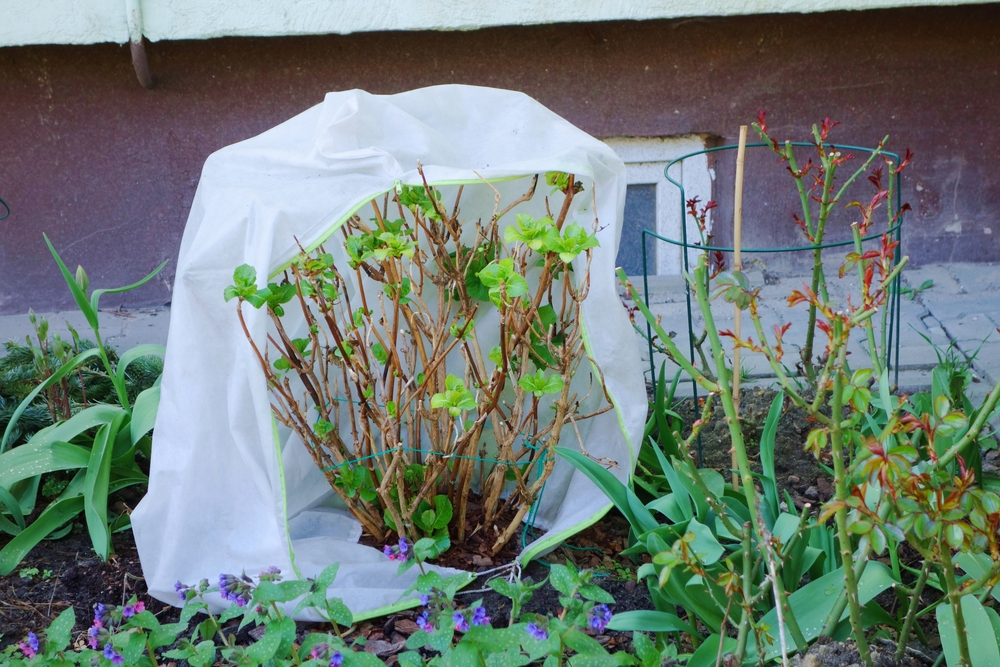 Hortensia de grădină protejată în sezonul rece de un material din pâslp albă, numit agril.