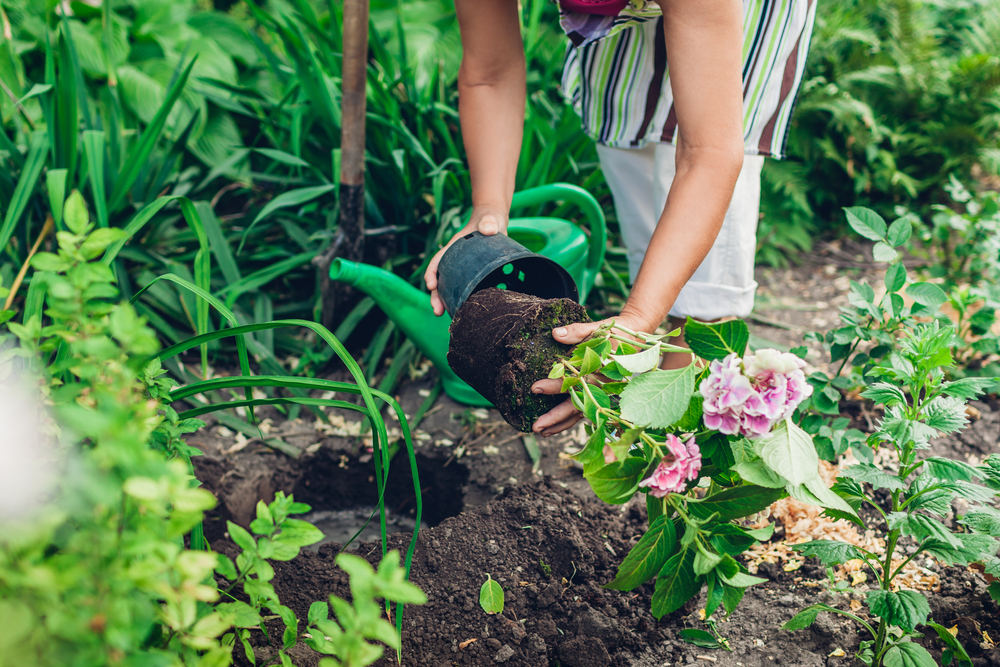 O femeie transplantează o hortensie din ghiveci în groapa proaspăt săpată în grădină.