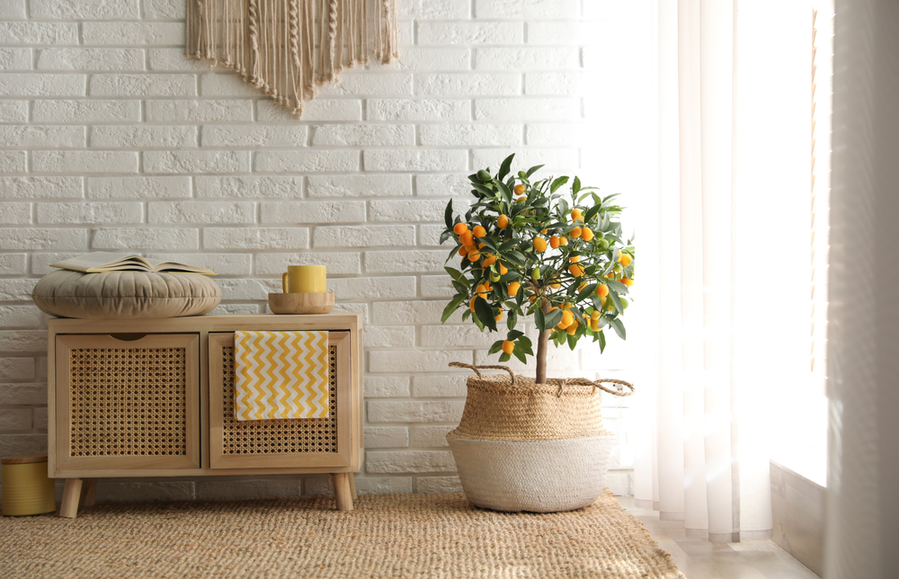 Un kumquat copăcel într-un ghiveci într-o cameră luminoasă, aproape de fereastră, cu mobilier din lemn natur.
