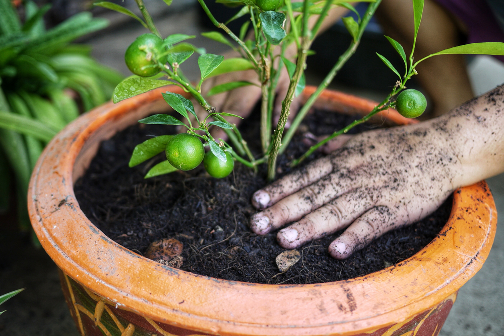 Două mîini plantează un kumquat copăcel într-un ghiveci cu pământ.