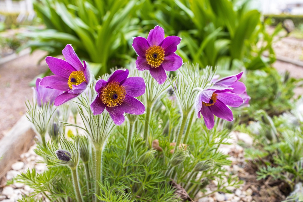 Flori mov de pulsatilla în plin soare.