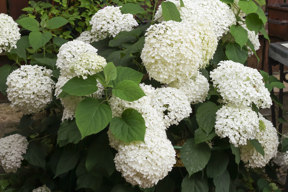 Flori mari și albe de Hortensia arborescens în grădină la umbră.