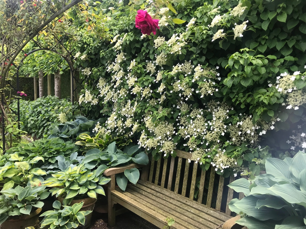Hortensia petiolaris în grădină deasupra unei băncuțe din lemn maro deschis.