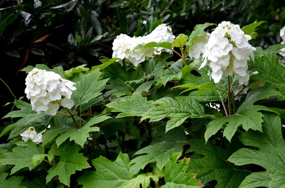 Hortensia quercifolia cu flori albe și frunze ca de stejar.