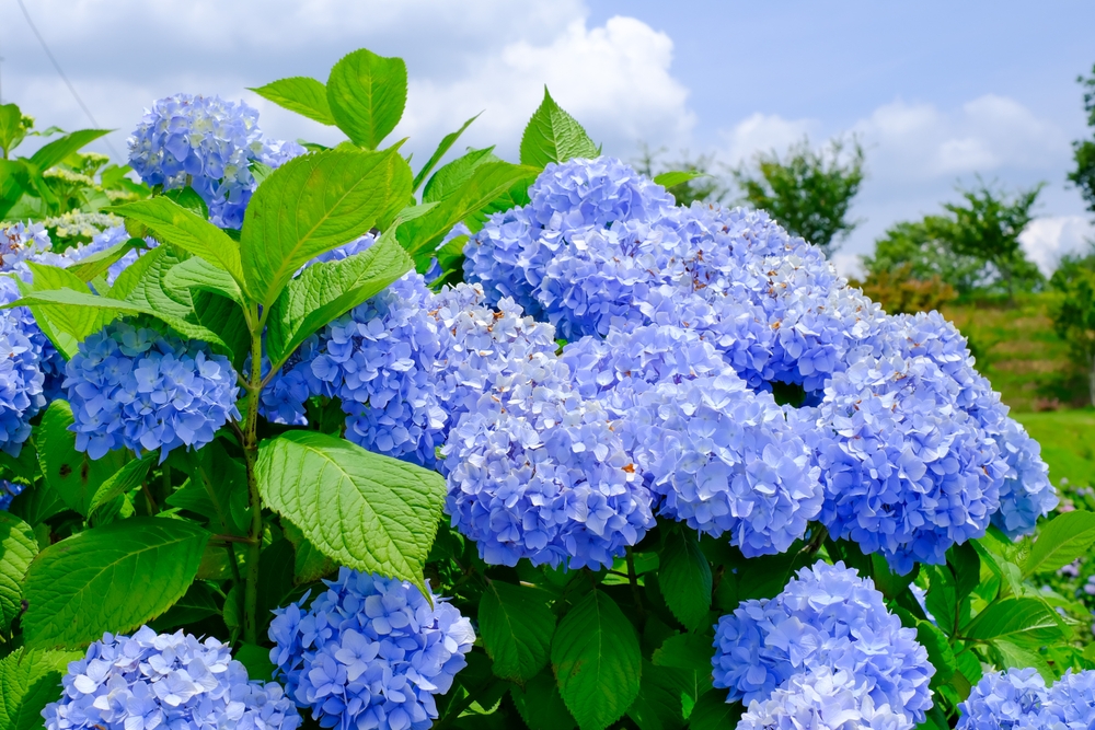 O abundență de flori de hortensia albastre în grădină