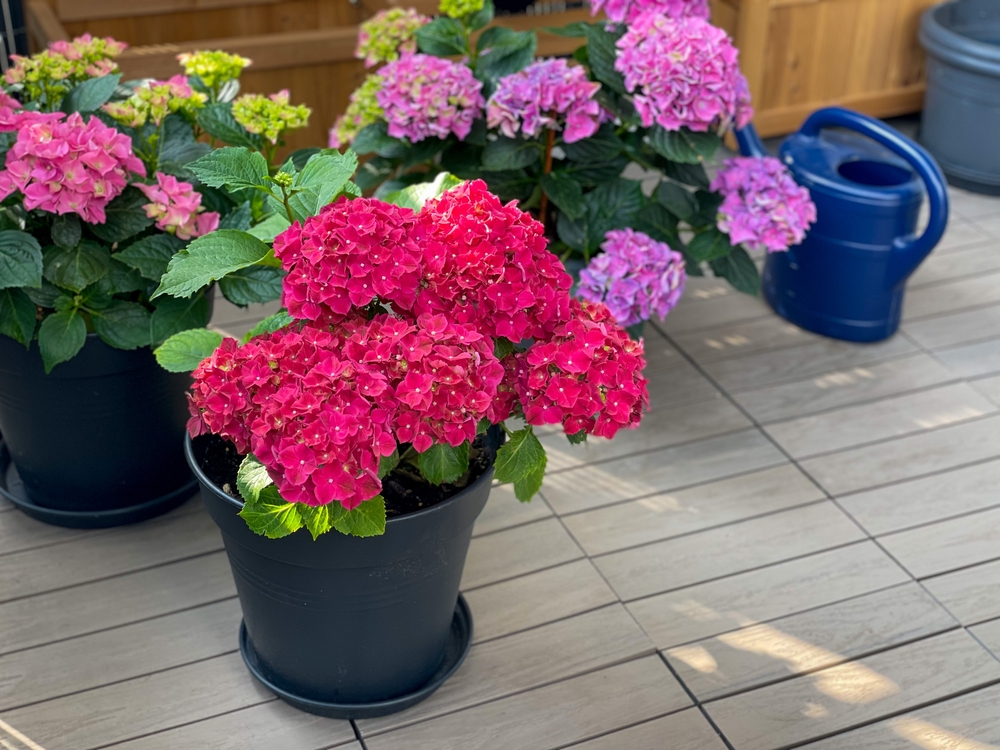 Ghivece cu hortensii cu flori mov și burgundy pe terasă sau balcon.