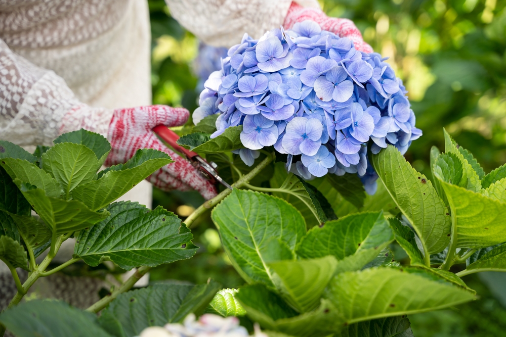 O floare mare albastră de hortensia