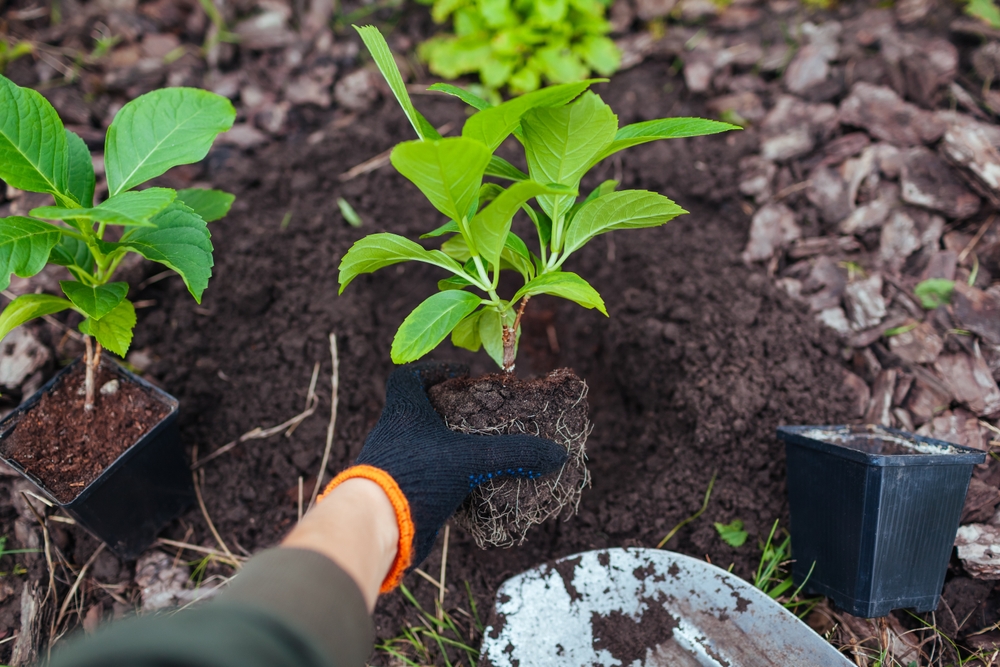 O mână pune un puiet de hortensie fără flori într-o groapă pregătită în grădină pentru plantare.