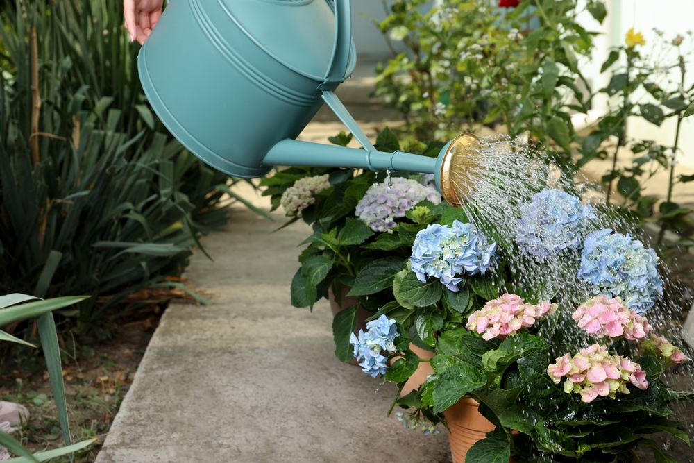 Hortensia îngrijire - o mână cu o stropitoare verde albăstrui udă hortensiile din ghivece de pe marginea unei alei din grădină.