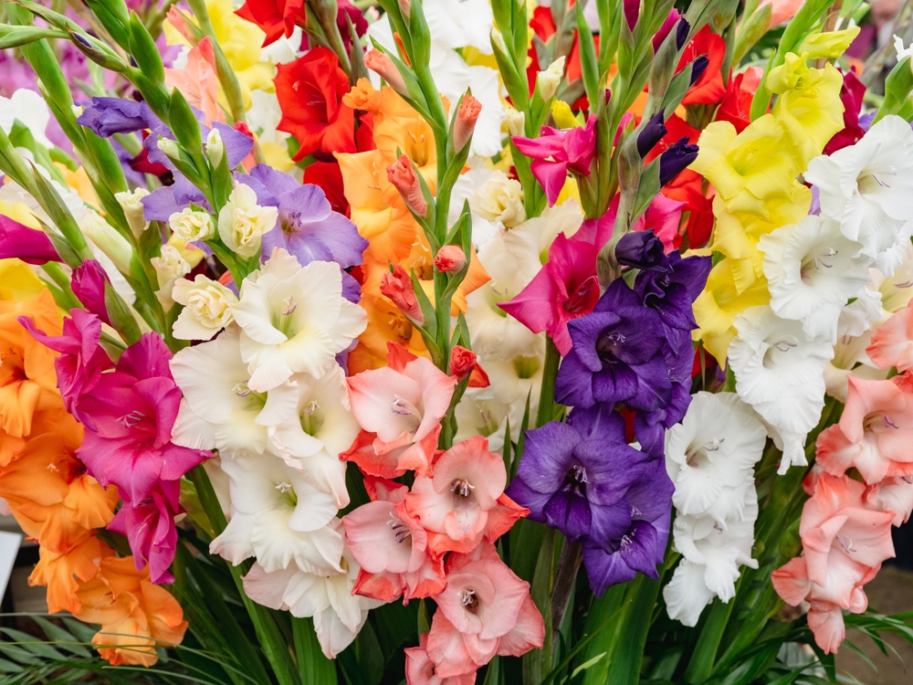 Îngrijire gladiole - Un grup de gladiole cu flori roz, albe, portocalii, roșii și mov