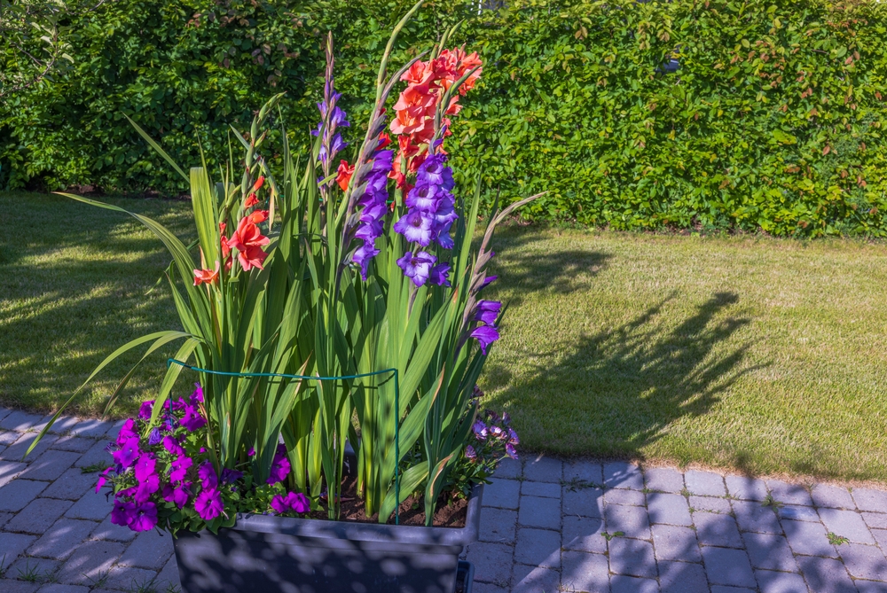Un ghiveci cu gladiole oranj și mov în grădină, îm plin soare
