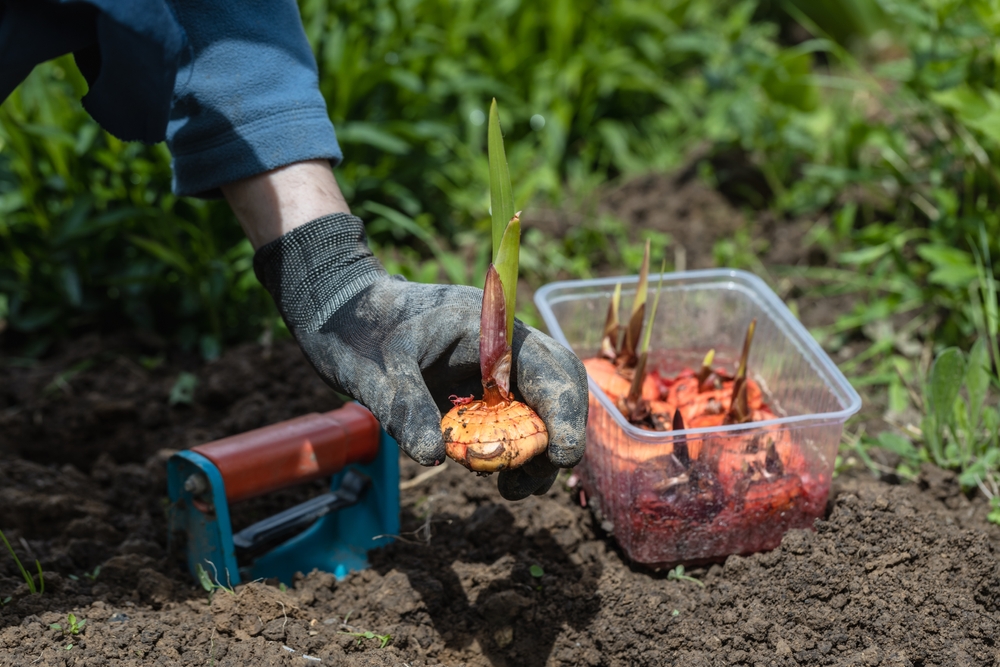 Mâini cu mănuși de grădinărit plantează bulbi de gladiole în solul din grădină în plin soare.