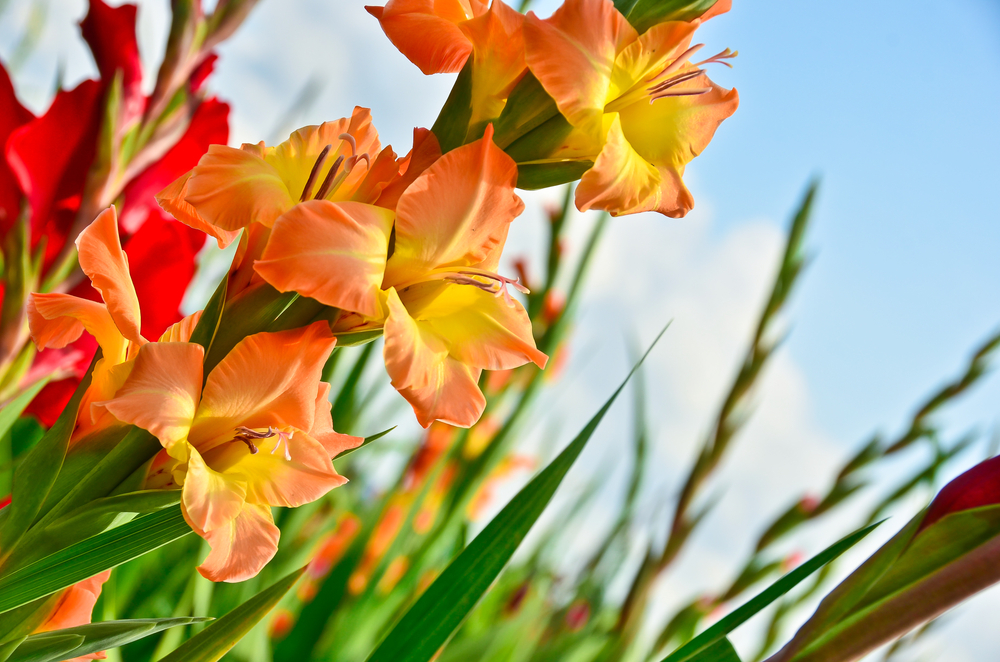 Îngrijire gladiole - gladiole cu flori cu galben și oranj în grădină în plin soare, pe fundal cu cer albastru cu nori albi