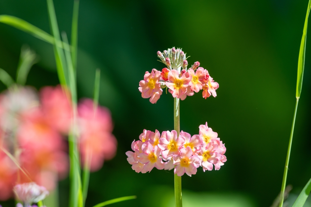 Imagine cu Primula candelabra cu flolri portocalii deschis în grădină - close up
