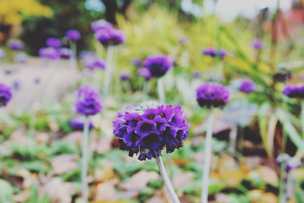 Flori mov de Primula capitata