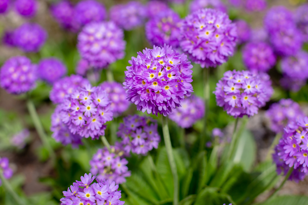 Multe flori mov de Primula denticulata