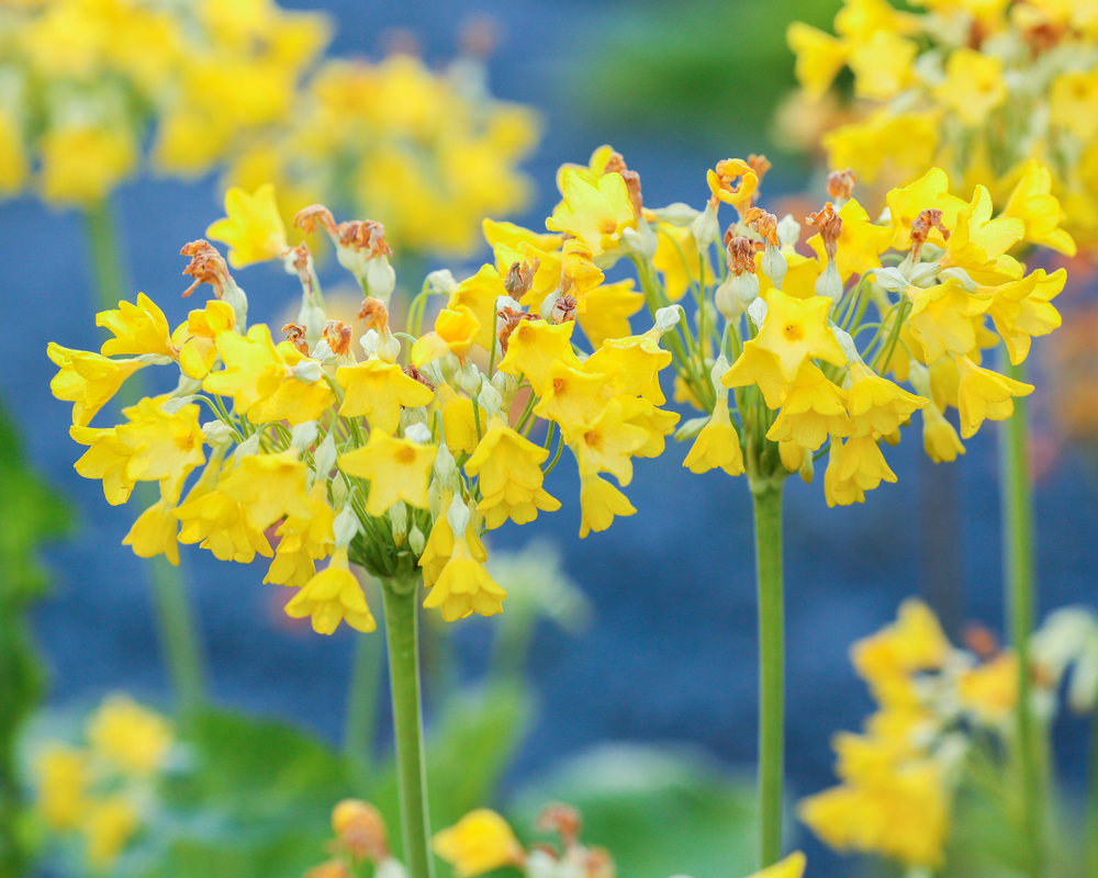 Flori galbene sub formă de trompetă de Primula florindae