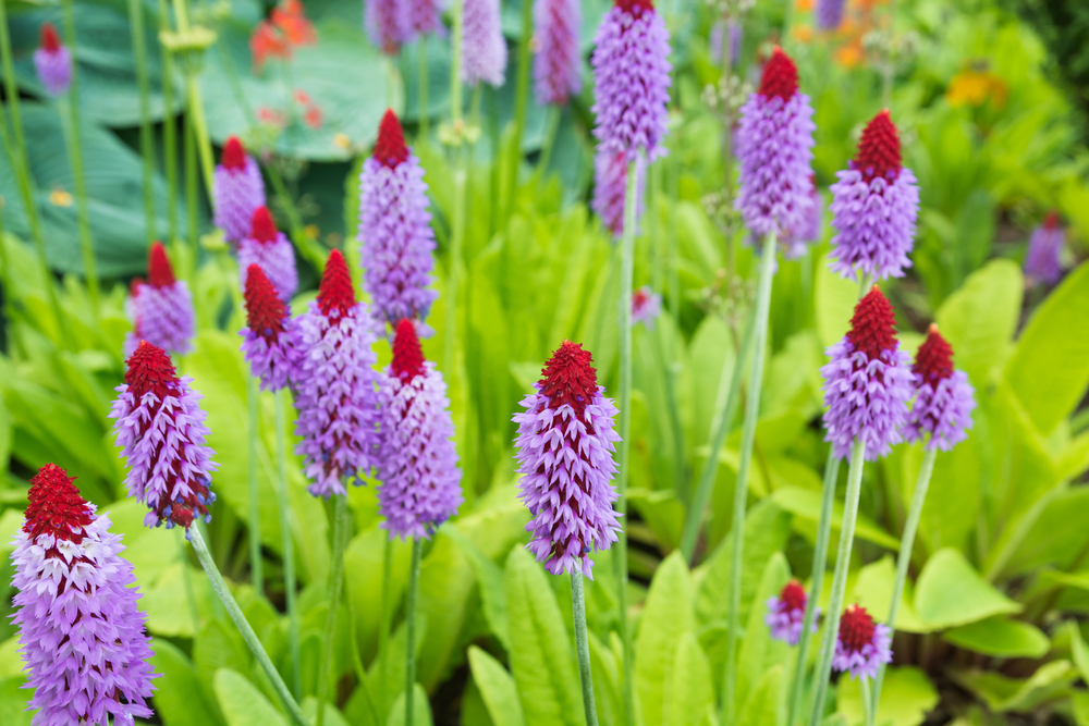 Un câmp pline de Primula vialii.
