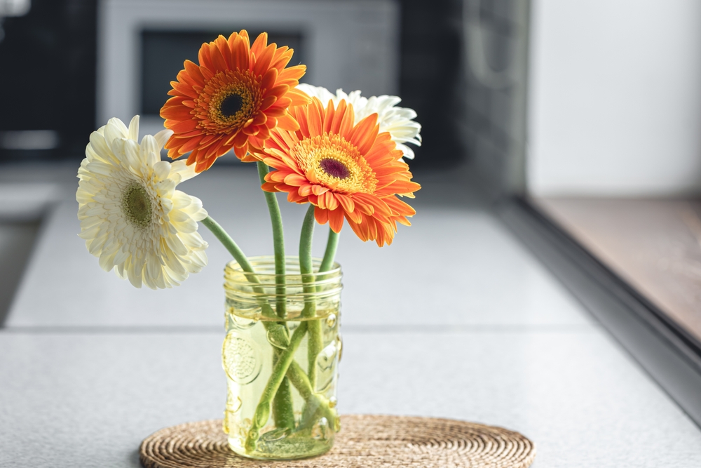 Plante care purifică aerul gerbera