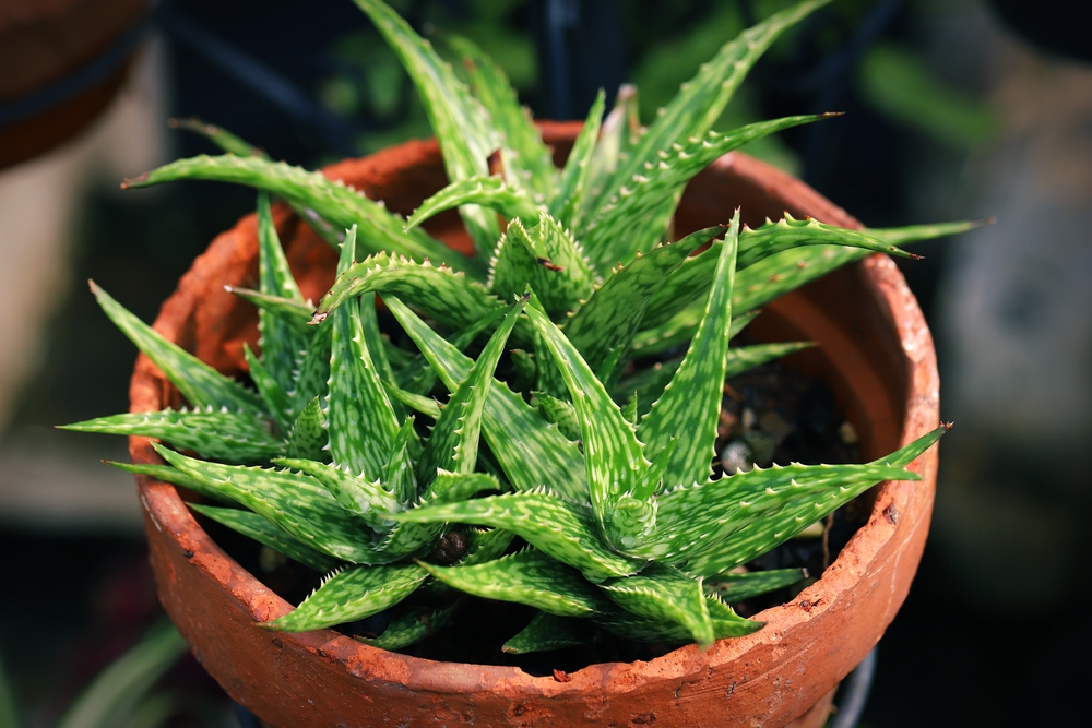 Plante care purifică aerul aloe vera