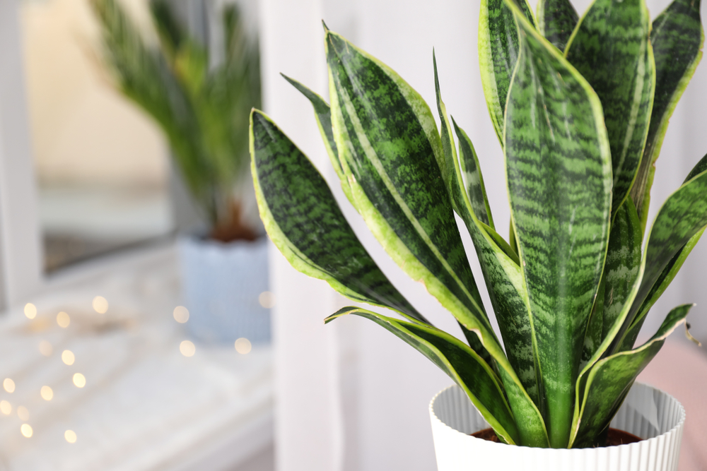 Plante care purifică aerul limba soacrei