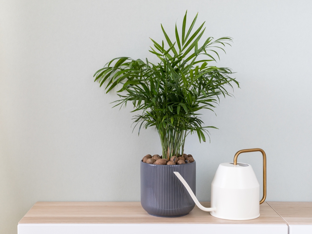 Plante care purifică aerul palmier