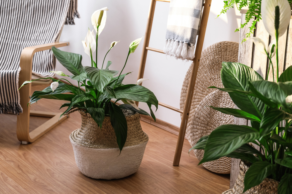 Plante care purifică aerul crinul pacii