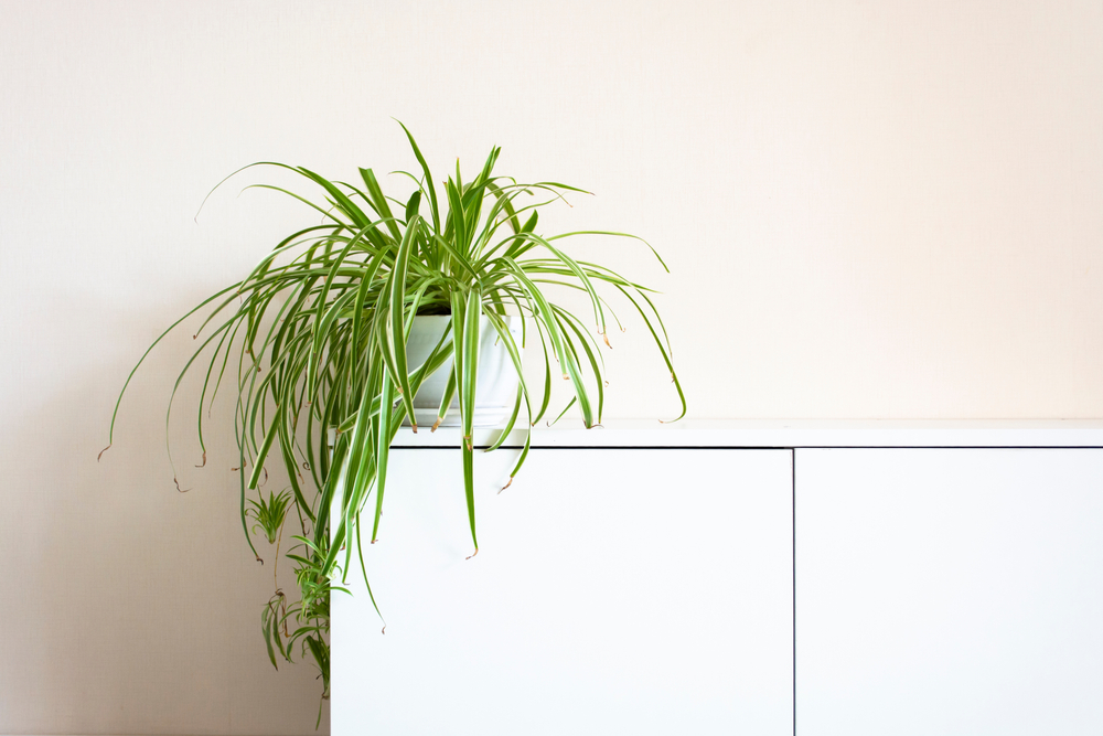 Plante care purifică aerul planta paianjen