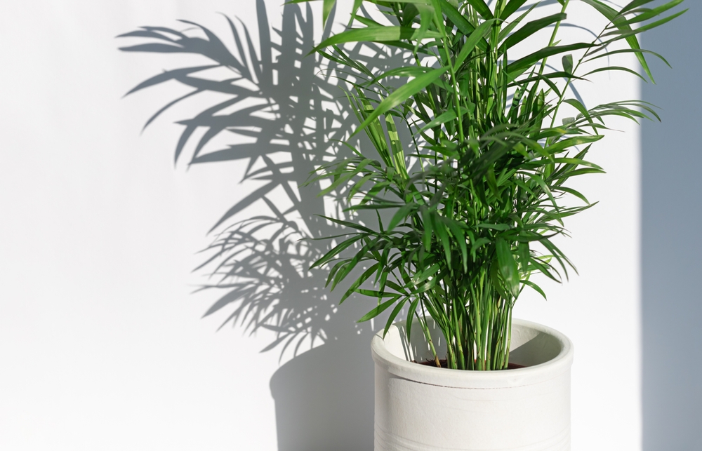 Plante care purifică aerul palmierul doamnei
