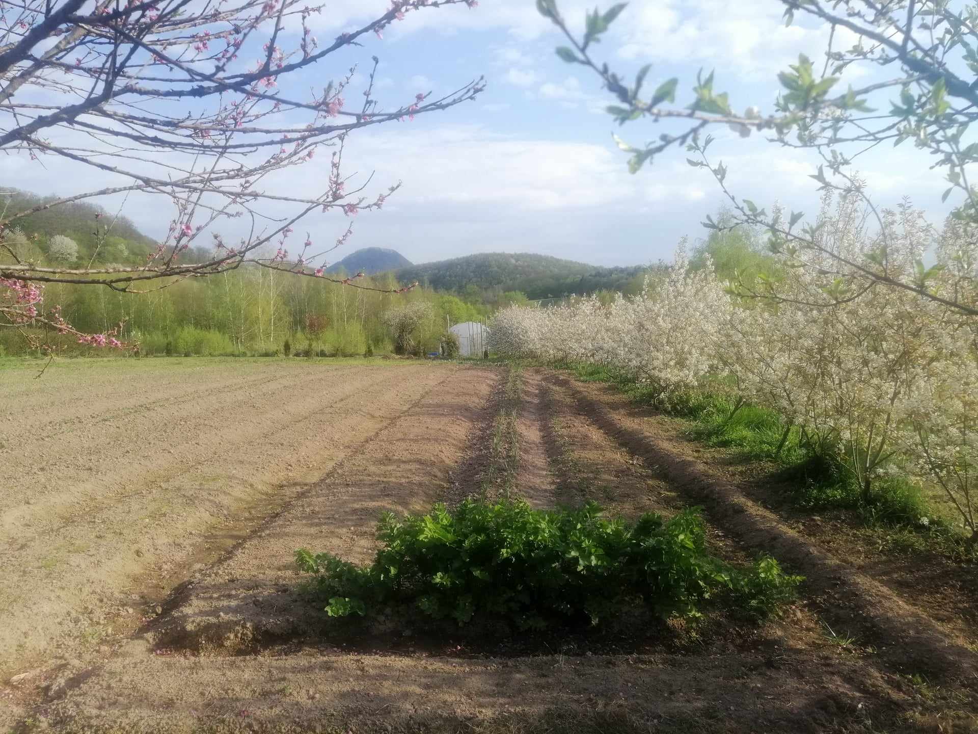 Răzvan și familia lui au transformat terenul din jurul casei