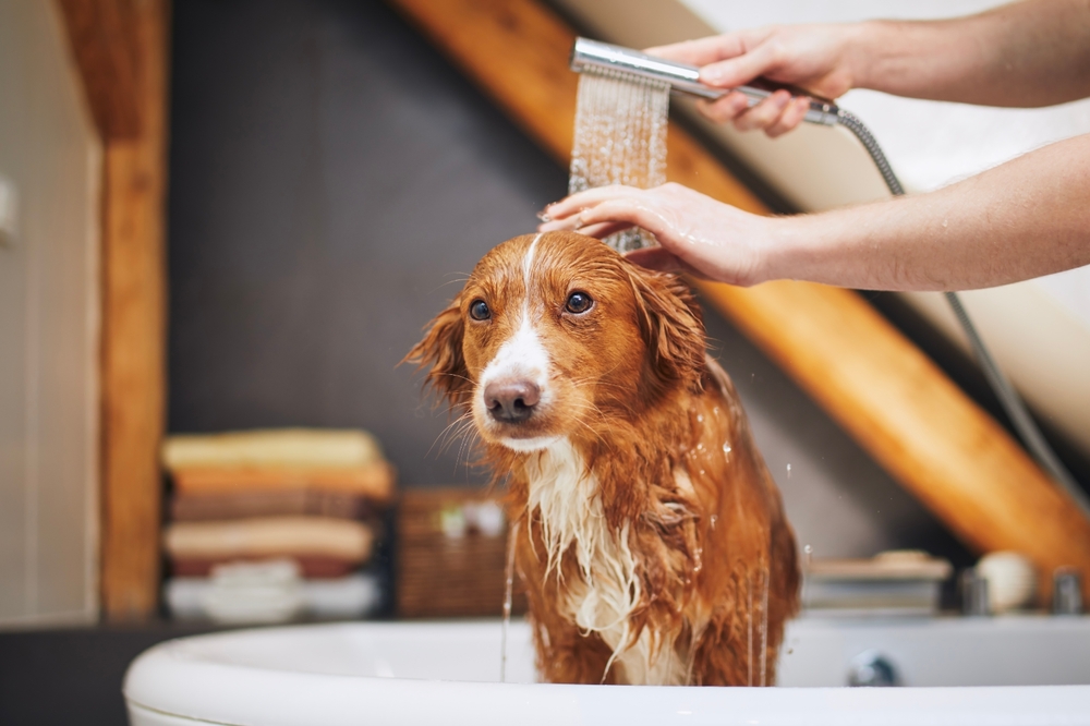 spalare animal de companie contra aparitiei acarienilor