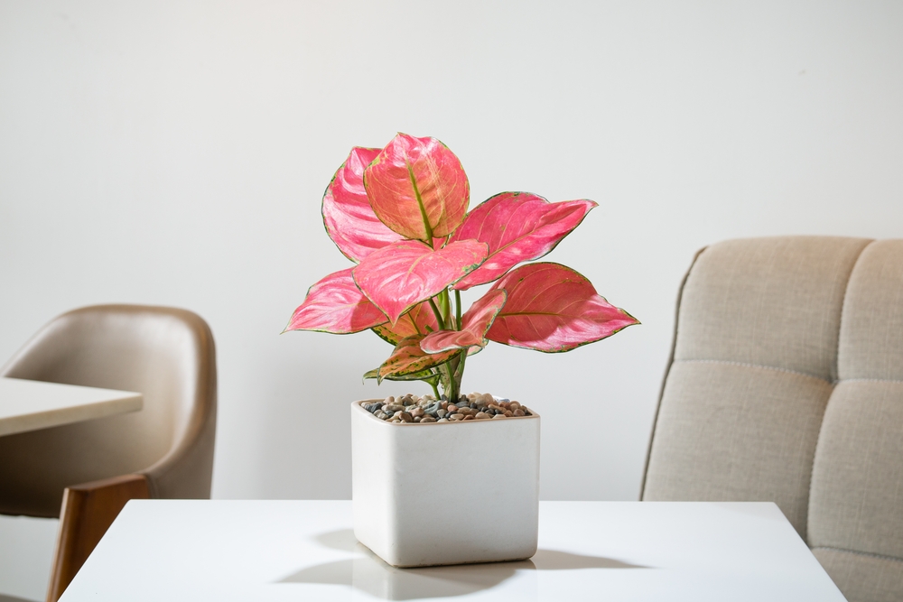 o plantă aglaonema pink star cu frunze roz într-un ghiveci pătrat alb, pe o masă albă