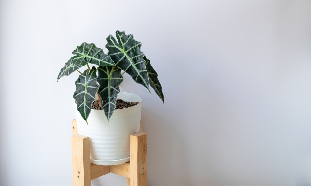 O plantă Alocasia sanderiana într-un ghiveci alb, pe fundal alb și suport de plante din lemn.