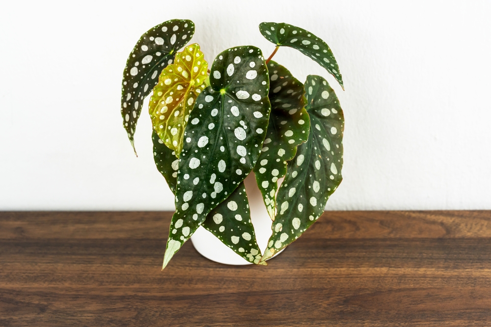 O plantă begonia polka dot într-un ghiveci alb, pe o masă din lemn închis pe fundal alb.