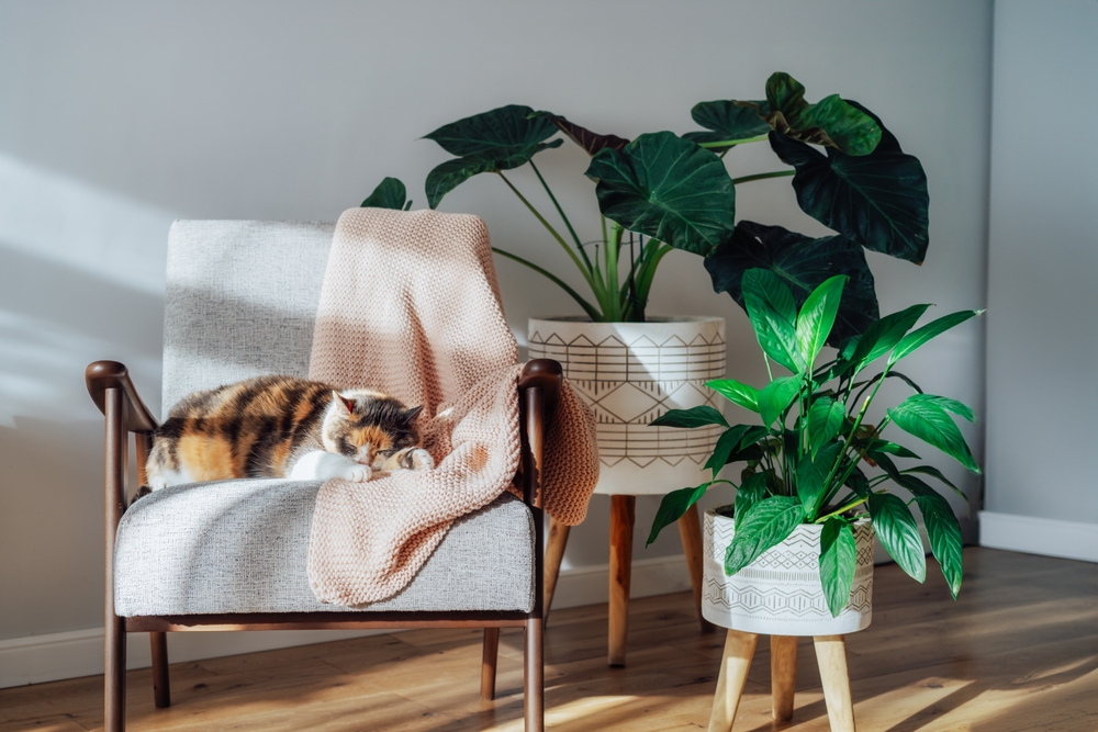 Cele mai frumoase plante de interior: două ghivece cu plante cu frunze mari decorative în soare și umbră lângă un fotoliu pe care doarme o pisică tricoloră.