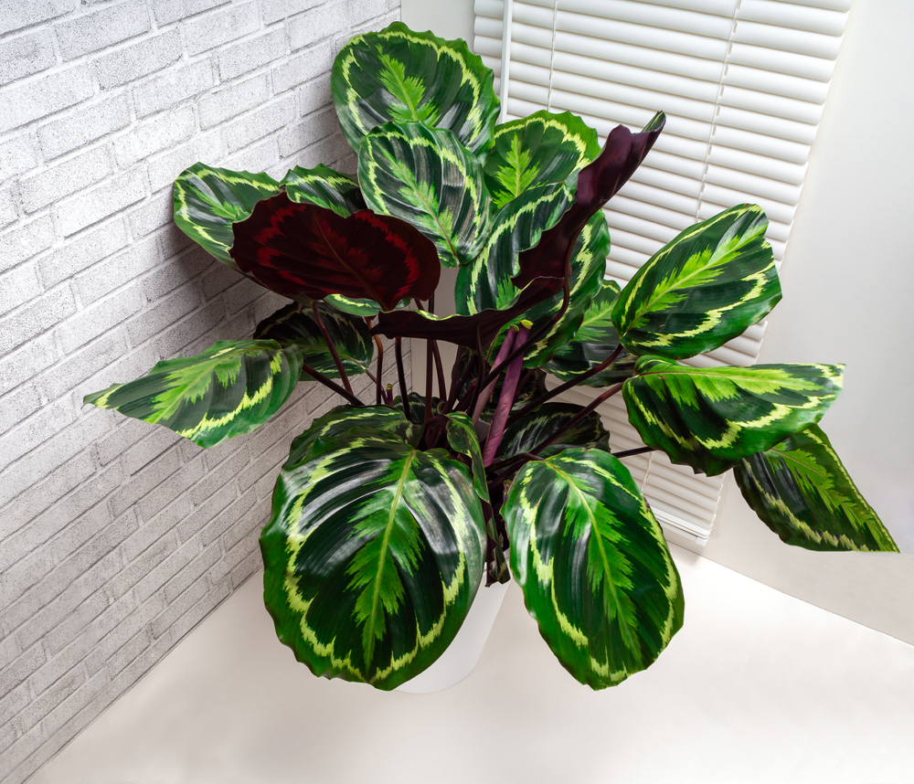 Cele mai frumoase plante de interior: o plantă calathea în ghiveci alb pe marginea căzii dintr-o baie albă.