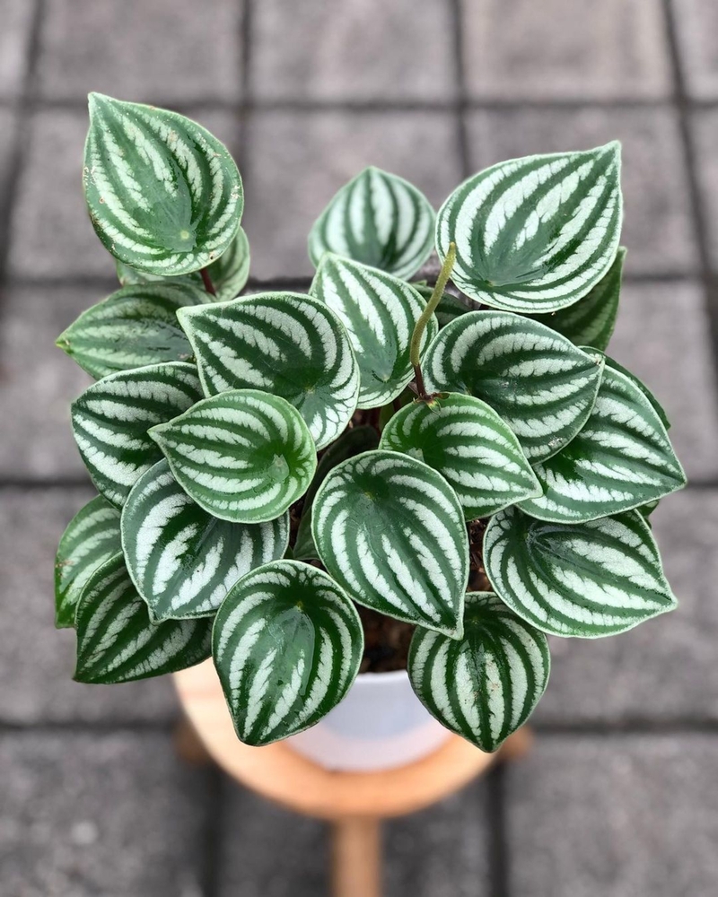 O plantă peperomia agryreia într-un ghiveci alb pe un suport din lemn natur