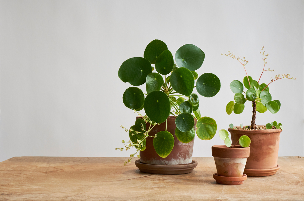 Cele mai frumoase plante de apartament: o plantă de Pilea peperomioides într-un ghiveci de teracotă pe fundal alb și suport din lemn natur