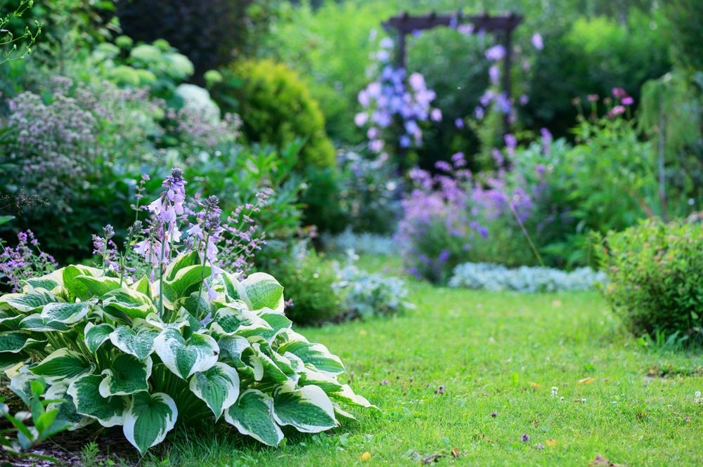 Flori care cresc la umbră în ghiveci: O plantă hostas cu frunze bicolore și flori lila în grădină.