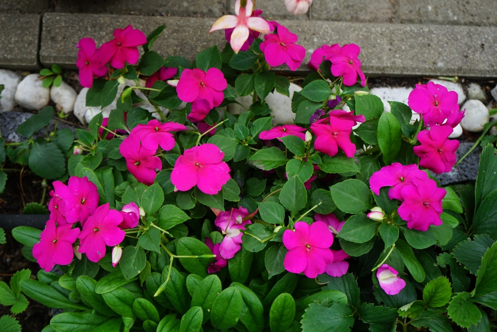 Flori de sporul casei roz fucsia în umbră