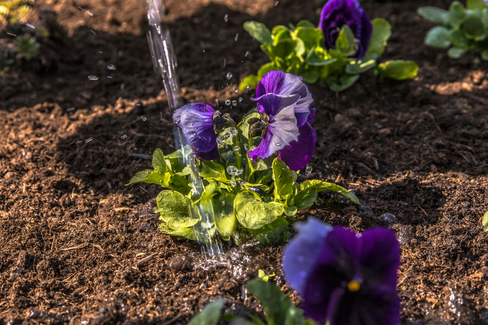 Panseluțe violet udate în grădină în soare.