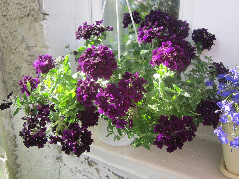 Cum se îngrijește verbena curgătoare: o plantă de verbena cu flori mov înt-run ghiveci suspendat în soare, posibil pe un balcon.