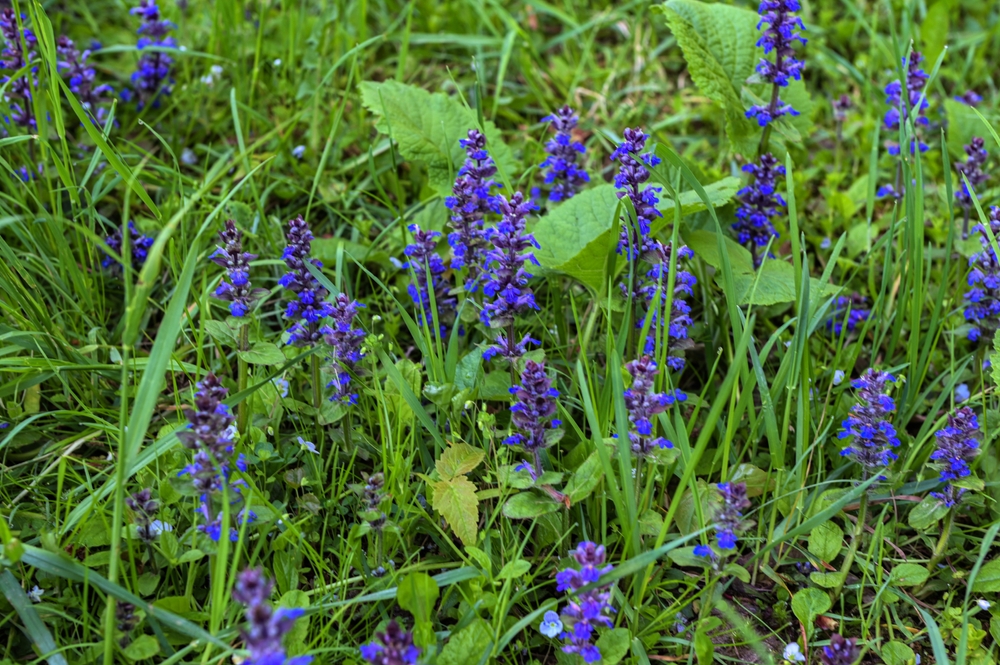 alternative gazon ajuga