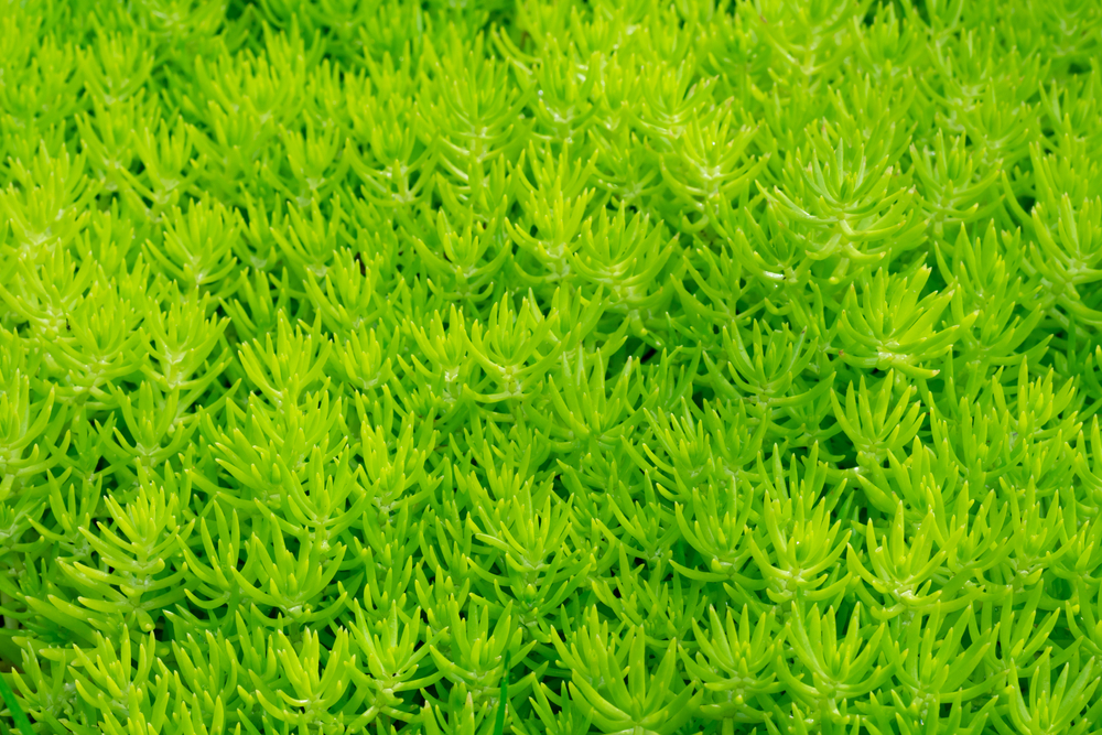 alternative gazon sedum