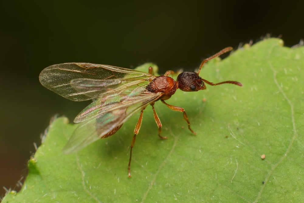 furnici cu aripi insecte insistente