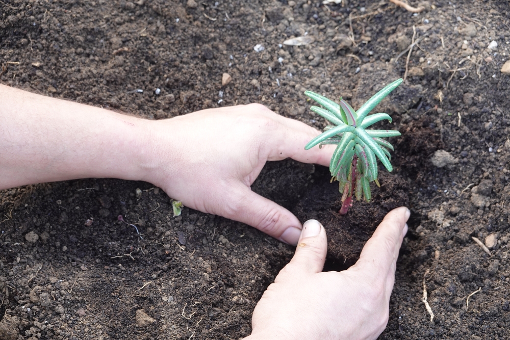 planta care alunga cartita