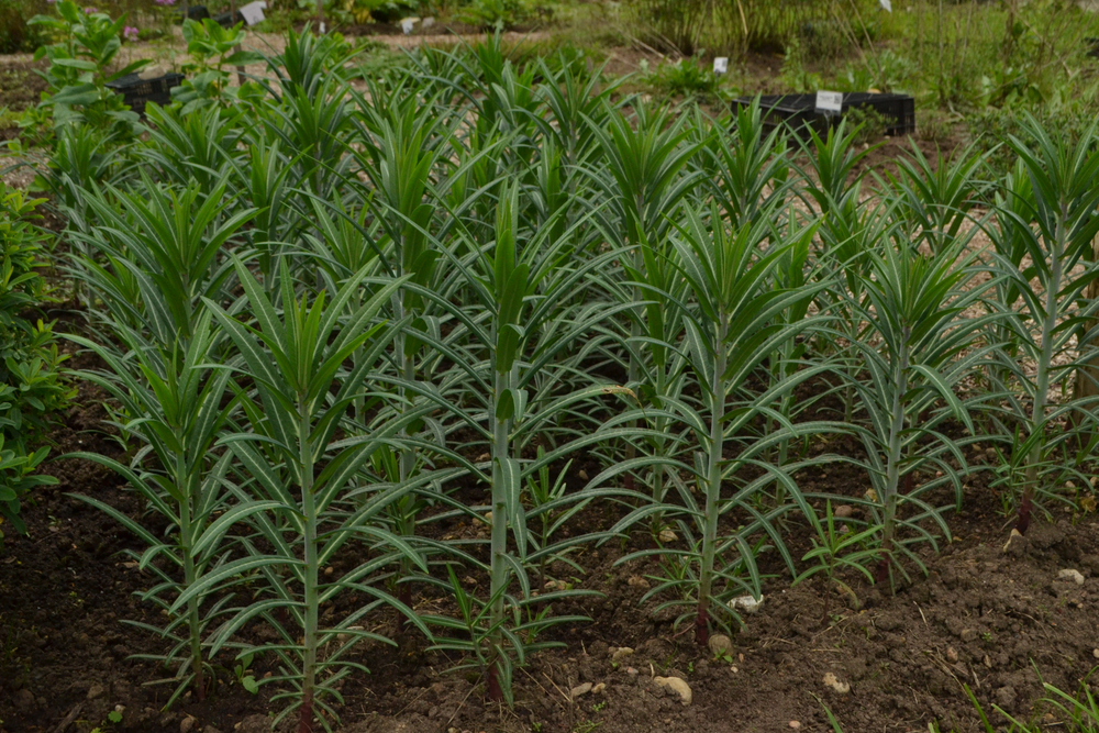 planta care alunga cartita